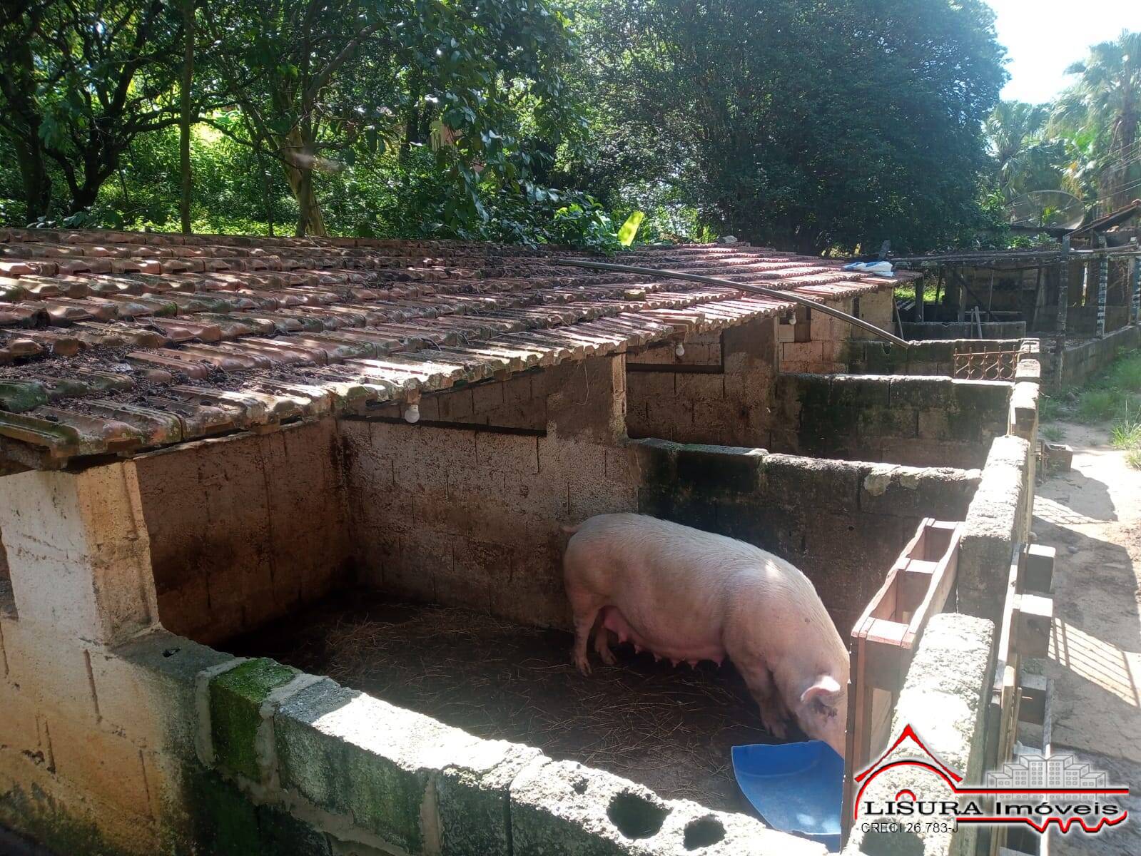 Sítio à venda com 3 quartos, 300m² - Foto 18