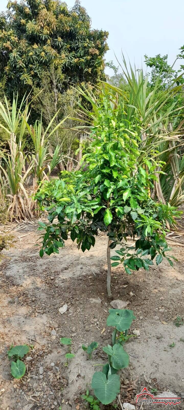 Chácara à venda com 2 quartos, 160m² - Foto 36